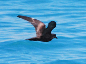 Фото Малая качурка