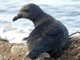 Смотреть фото Маскаренский тайфунник Фото Маскаренский тайфунник