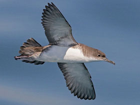 Смотреть фото Левантский буревестник Фото Левантский буревестник