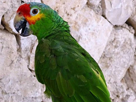 Краснолобый амазон Краснолобый амазон