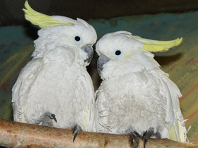 Большой желтохохлый какаду Большой желтохохлый какаду