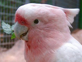 Смотреть фото Какаду-инка Фото Какаду-инка