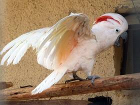 Смотреть фото Молуккский какаду Фото Молуккский какаду
