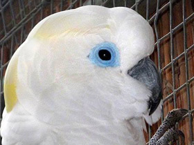 Фото Очковый какаду