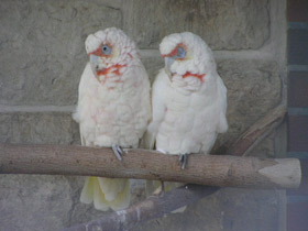 Смотреть фото Носатый какаду Фото Носатый какаду