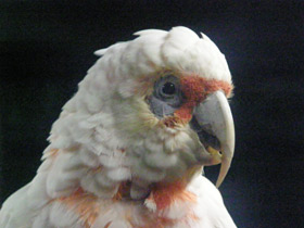 Смотреть фото Носатый какаду Фото Носатый какаду