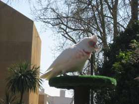 Смотреть фото Носатый какаду Фото Носатый какаду