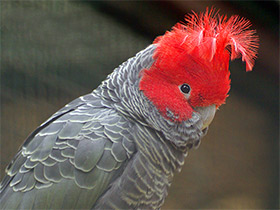 Смотреть фото Шлемоносный какаду Фото Шлемоносный какаду