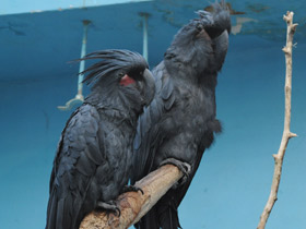 Смотреть фото Пальмовый какаду Фото Пальмовый какаду