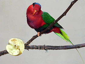 Фото Папуанский украшенный лори