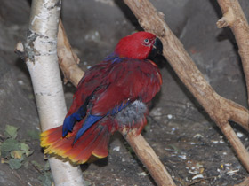 Смотреть фото Блестящий лори-кардинал Фото Блестящий лори-кардинал