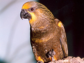 Бурый блестящий лори Бурый блестящий лори