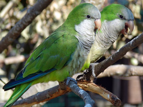 Калита Калита