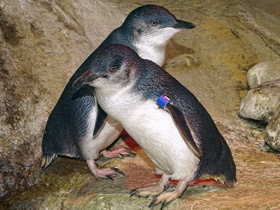 Малый пингвин Малый пингвин