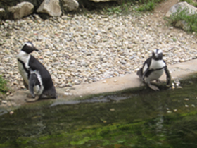 Смотреть фото Очковый пингвин Фото Очковый пингвин