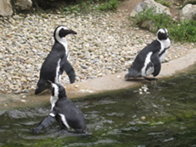 Смотреть фото Очковый пингвин Фото Очковый пингвин