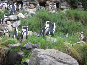 Смотреть фото Очковый пингвин Фото Очковый пингвин