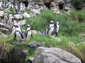 Смотреть фото Очковый пингвин Фото Очковый пингвин