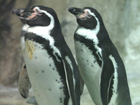 Смотреть фото Пингвин Гумбольдта Фото Пингвин Гумбольдта