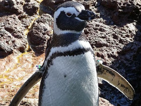Фото Магелланов пингвин