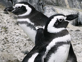 Фото Магелланов пингвин
