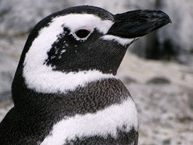 Фото Магелланов пингвин