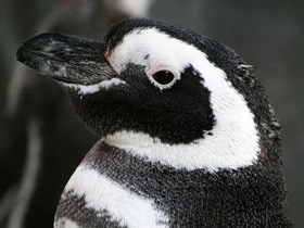 Магелланов пингвин Магелланов пингвин