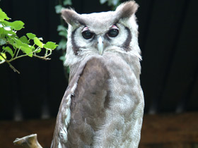 Бледный филин Бледный филин