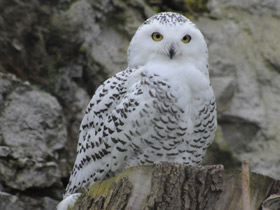 Белая сова Белая сова