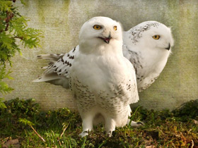 Фото Белая сова: крылья над тундрой