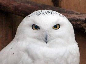 Фото Белая сова: крылья над тундрой