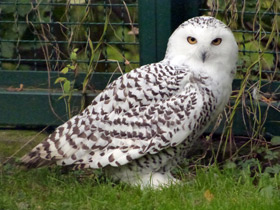 Фото Белая сова: крылья над тундрой