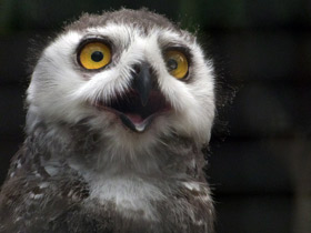 Фото Белая сова: крылья над тундрой