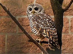 Фото Рыженогая неясыть