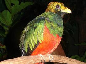 Фото Золотоголовый квезаль