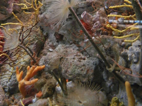 Смотреть фото Многощетинковые черви Фото Многощетинковые черви