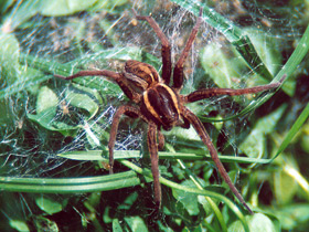 Паук-волк Паук-волк