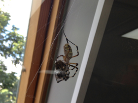 Смотреть фото Осовидная агриопа Фото Осовидная агриопа