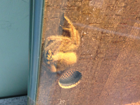 Смотреть фото Гетеропода Дэвидбоуи Фото Гетеропода Дэвидбоуи