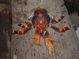 Смотреть фото Кокосовый краб Фото Кокосовый краб