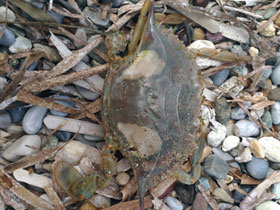 Фото Голубой краб