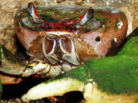 Смотреть фото Куриный краб Фото Куриный краб