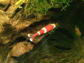 Фото Креветка Красный кристалл