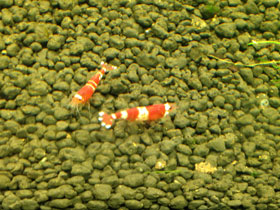 Фото Креветка Красный кристалл