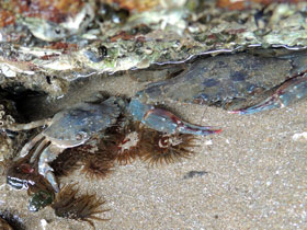 Фото Ракообразные