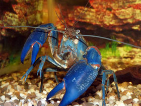 Фото Ябби-разрушитель