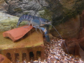 Фото Рак-херакс красноклешневый