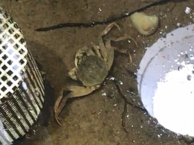 Фото Китайский мохнаторукий краб