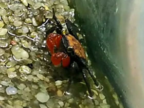 Смотреть фото Пурпурный краб-вампир Фото Пурпурный краб-вампир