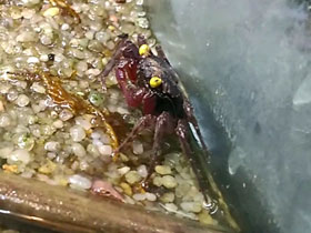 Фото Краб вампир